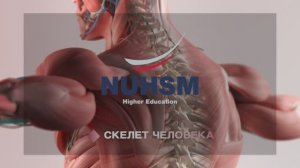 Скелет человека