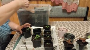 Первый день жизни на даче.