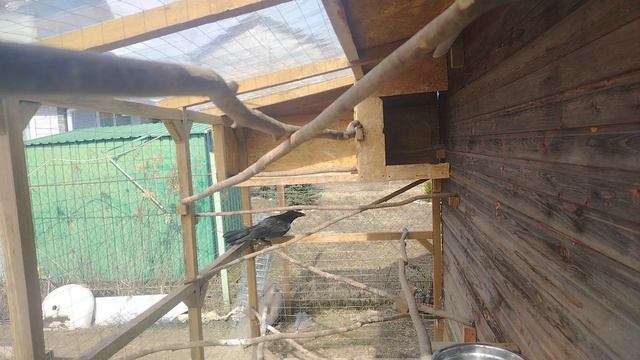 Ворон Гриша 6 апреля, с праздником