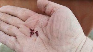 Садово-огородная сага. Сею в теплице белокочанную капусту и не только.