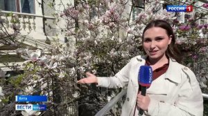 В Ялте зацвела магнолия: этого события всегда с трепетом ждут жители и гости города