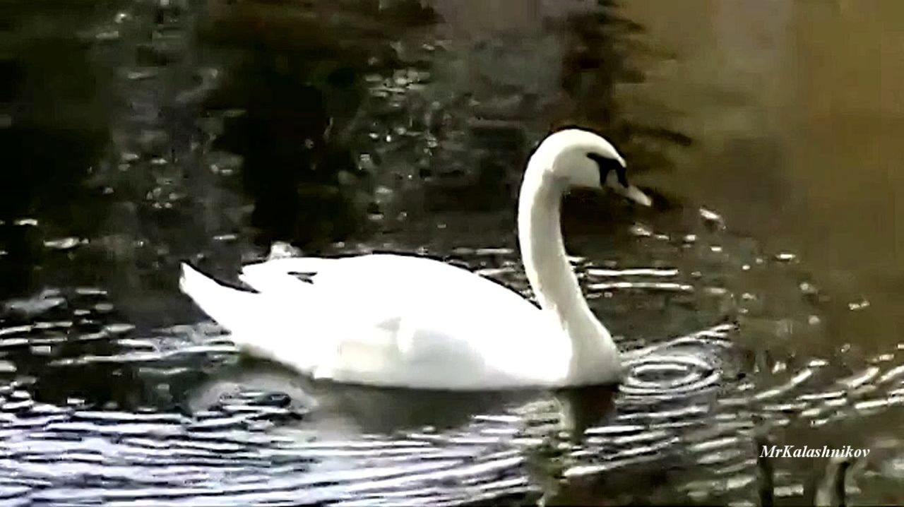 Я Куплю Тебе Дом