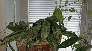 Комнатные Растения На Кухне В Апреле