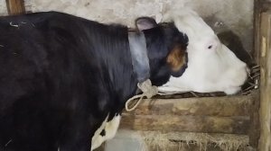 Если Вы смотрите этот ролик- значит случилось Чудо😁