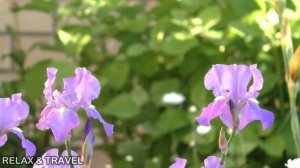 Летний день. Цветы,воробьи,природа,дождь.