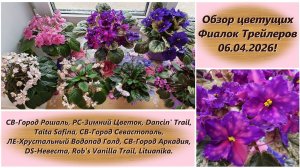 Обзор цветущих Фиалок Трейлеров 06.04.2026!