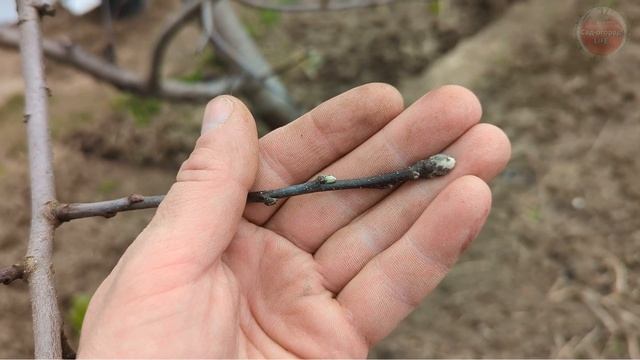 Первая подкормка для яблони в апреле! Яблок будет пропасть даже если в прошлом году было тоже много!