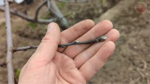 Первая подкормка для яблони в апреле! Яблок будет пропасть даже если в прошлом году было тоже много!