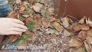 Весенний уход за клубникой -март 2025