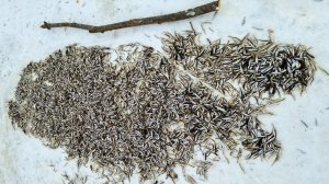 ЛУЧШАЯ ЗИМНЯЯ РЫБАЛКА НА ПАУК. НАЛОВИЛИ ТОННУЮ РЫБЫ. КОРЮШКА ХАМСЫ ЛУЧШАЯ ЗИМНЯЯ РЫБАЛКА СЕТЯМИ 2026