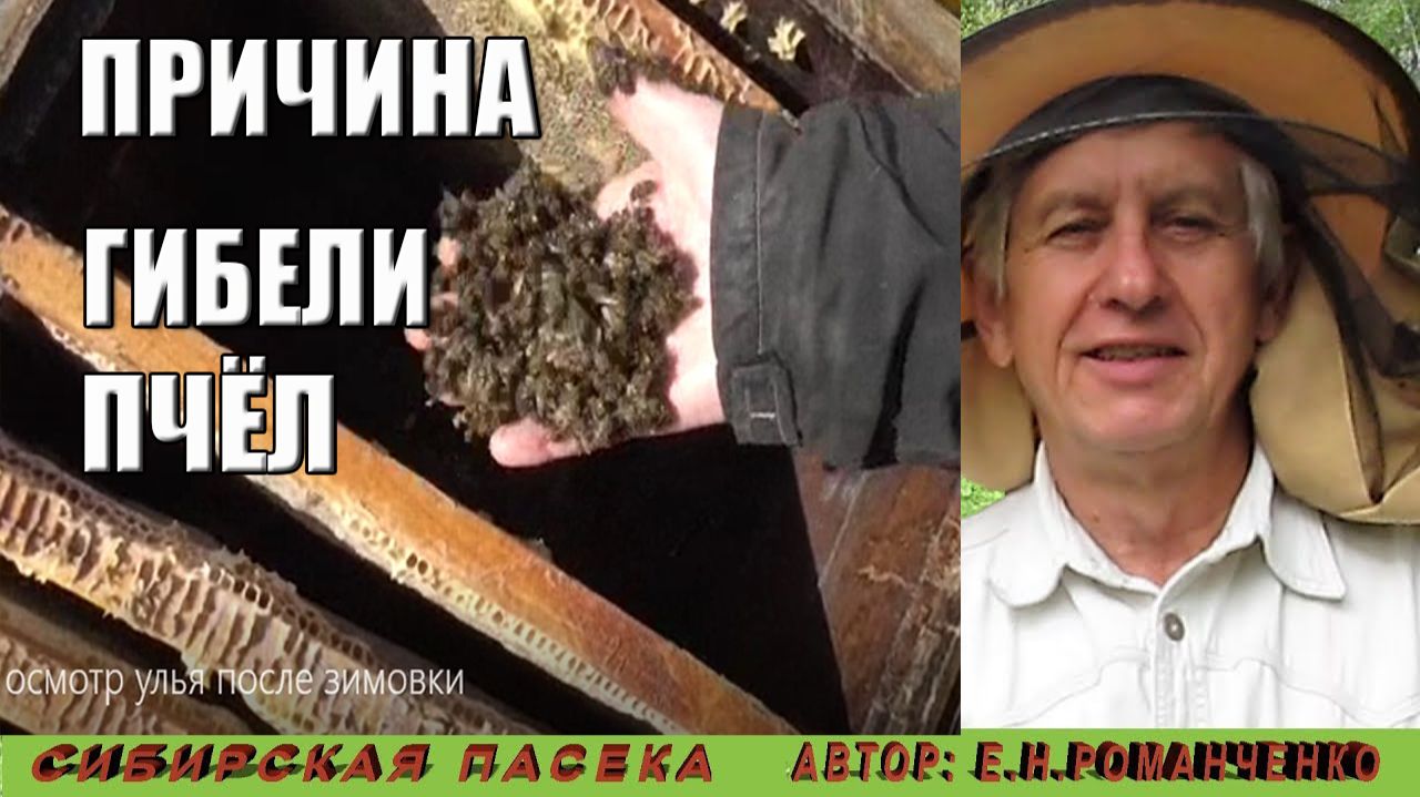 ПРИЧИНА ГИБЕЛИ ПЧЁЛ