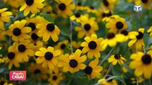 Рубрика «Фразеологизмы». Выпуск от 06.04.2026