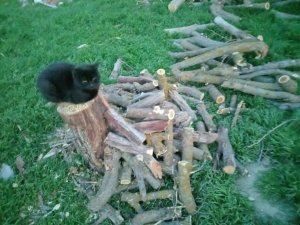 переведу дрова