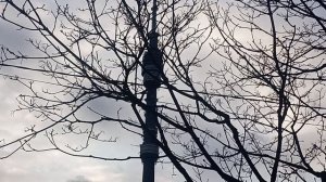 Москва. ул.Аргуновская. 5.04.2026 г.