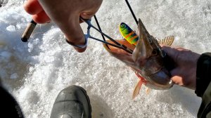 6 апреля 2026 г..Рыбозавод.Рыбалка.