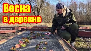 Весна в деревне: заготовка дров. Секреты ухода за голубикой и происхождение голубых яиц