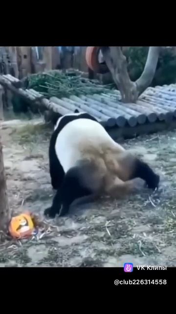 #панда#panda#шалун
