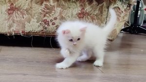 Мама-кошка и остальные котята наблюдают, как котенок Микки чудесно играет.