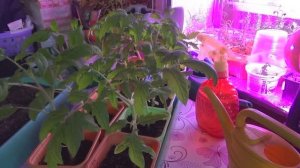 2326.  ВПЛ. У Вас потянулись томаты?