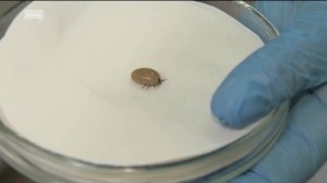 В новом выпуске программы «Уфимское время» речь пойдет об опасных насекомых