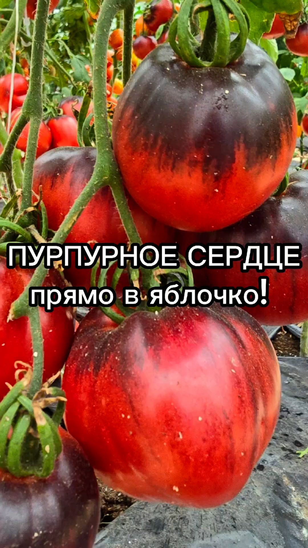 Новый сорт томата для выращивания в теплице!