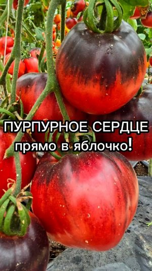 Новый сорт томата для выращивания в теплице!