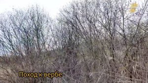 Деревня в тумане)) Кто на все руки - у того нет скуки)) Куры в летнем курятнике))