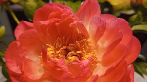 Арт для микори кет (приложение поменяй лицо 2)