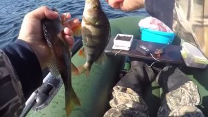 Горбачи с лодки в отвес на мормышку ! Попал на жор окуня!