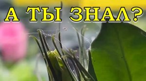 Паутинный клещ!! ЧТО ДЕЛАТЬ? 🔥🔥🔥