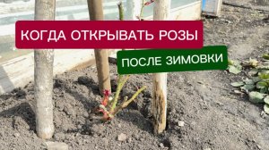 открываем розы после зимовки