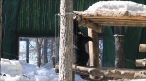 Уссурийские медвежата. Фиме нравится ходить по снегу, а Дуся исследует гамак 31.03.2026