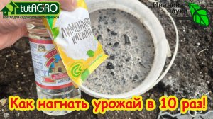 СОСЕДИ ТРАТЯТ ТЫСЯЧИ, А Я - КОПЕЙКИ! ПОЛЕЙТЕ ЭТИМ ТОМАТЫ и ОГУРЦЫ и ОНИ НЕ ПОМЕСТЯТСЯ В ТЕПЛИЦЕ!