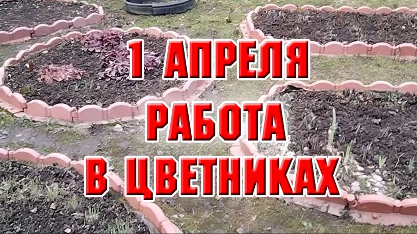 1 апреля. Обработала тюльпаны, розы, примулу