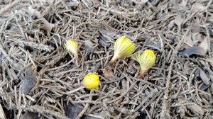 #Эрантисы - все стадии зацветания в нашем саду 2026