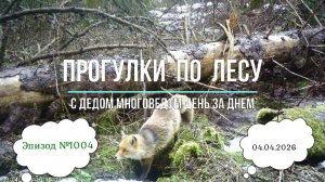 Прогулки по лесу. День за днем с дедом Многоведом. 4 апредя 2026г. Эпизод 1004.