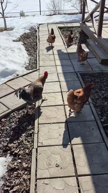 Павлуша охраняет кур