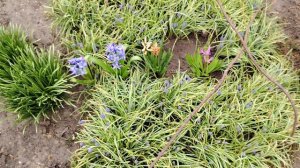 Скоро зацветут сады!