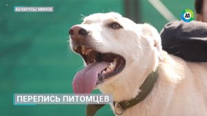 Обязательная регистрация домашних питомцев в Беларуси. Чем перепись животных поможет их владельцам?