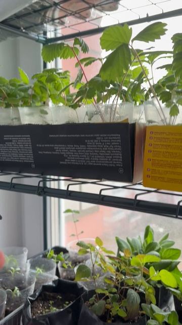 Рассада🌱 #огород #рассада #дача #ремонт #деревня #перцы #петуния #помидоры #гацания