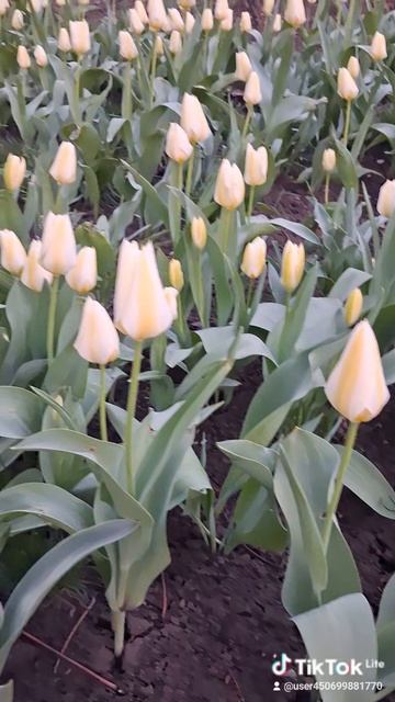 Тюльпаны 2026. Ростов-на-Дону. 05.04.2026 #тюльпаны #ростовнадону #весна #2026