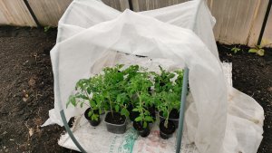 Как перезимовала рассада в теплице 6 апреля! Весенние работы на пасеке.