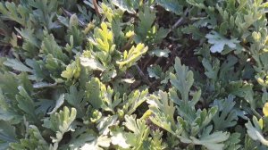 Влог 04.04.- 05.04.2026 гДомашняя выпечка.🥨🥧.Цветы после зимы.🌷🌷🌷Обзор покупок.