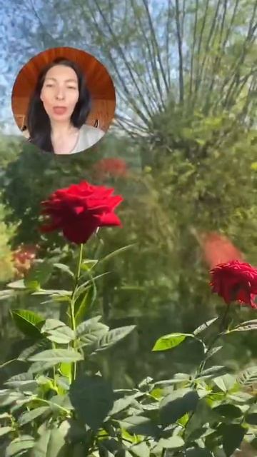 Отзыв о водородном стержне Виеда - розы