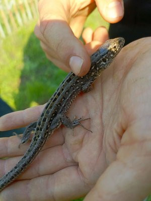 ловлю, ловлю ящериц.