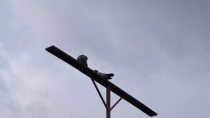 Голуби любящие летать.mp4