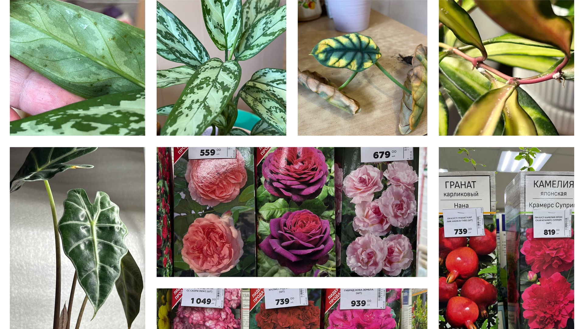 Цветочные потери и приобретения! Обзор покупок!