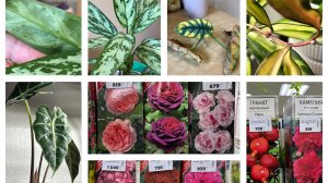 Цветочные потери и приобретения! Обзор покупок!