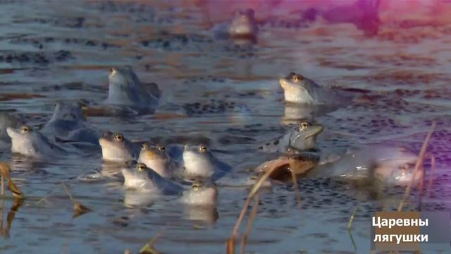 Царство лягушек