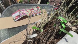 Розы из Питомника Полины Козловой🌿 шесть красивых сортов🌿